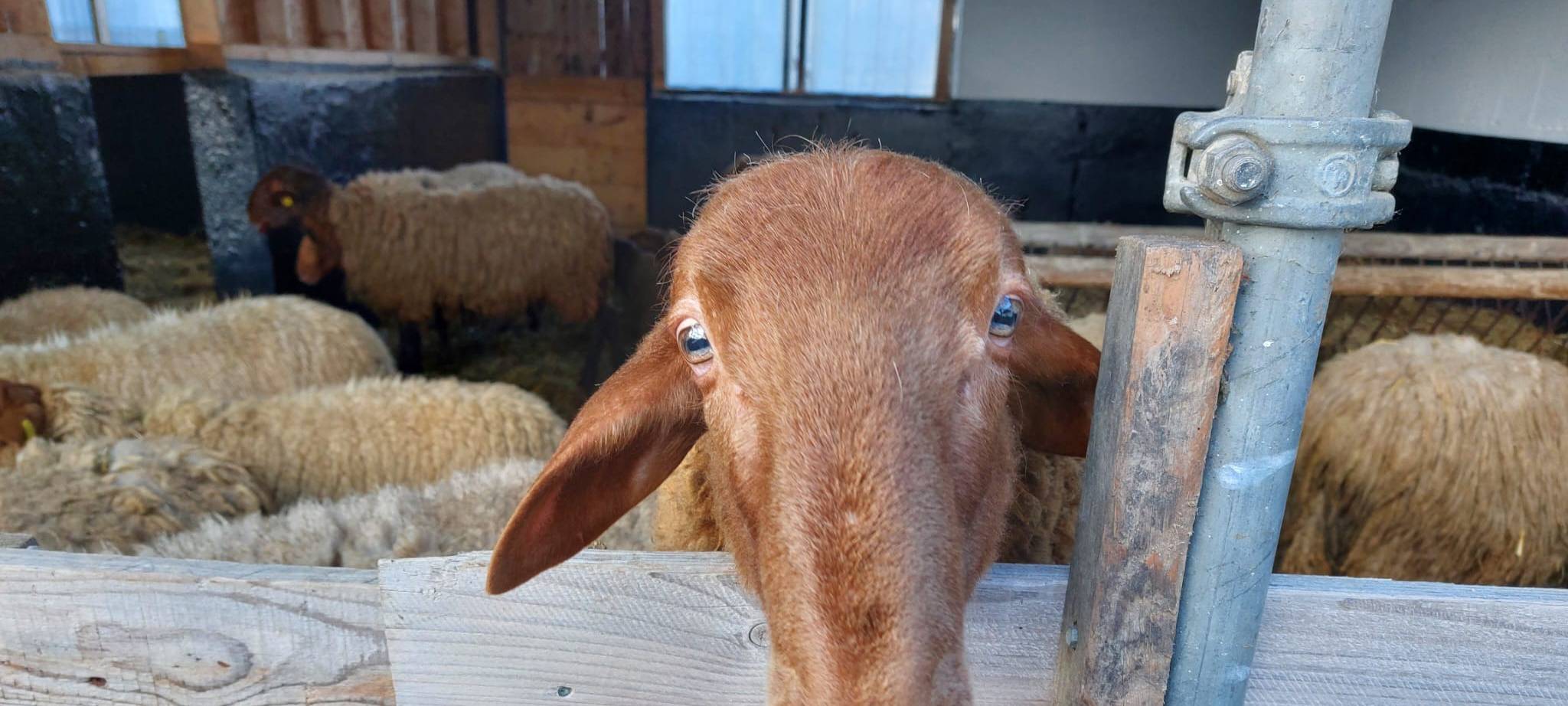 Live-Schafsschur in Iserlohn