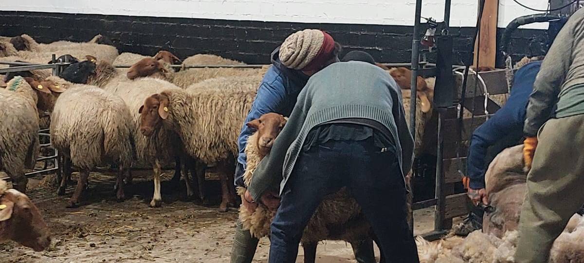 Live-Schafsschur in Iserlohn