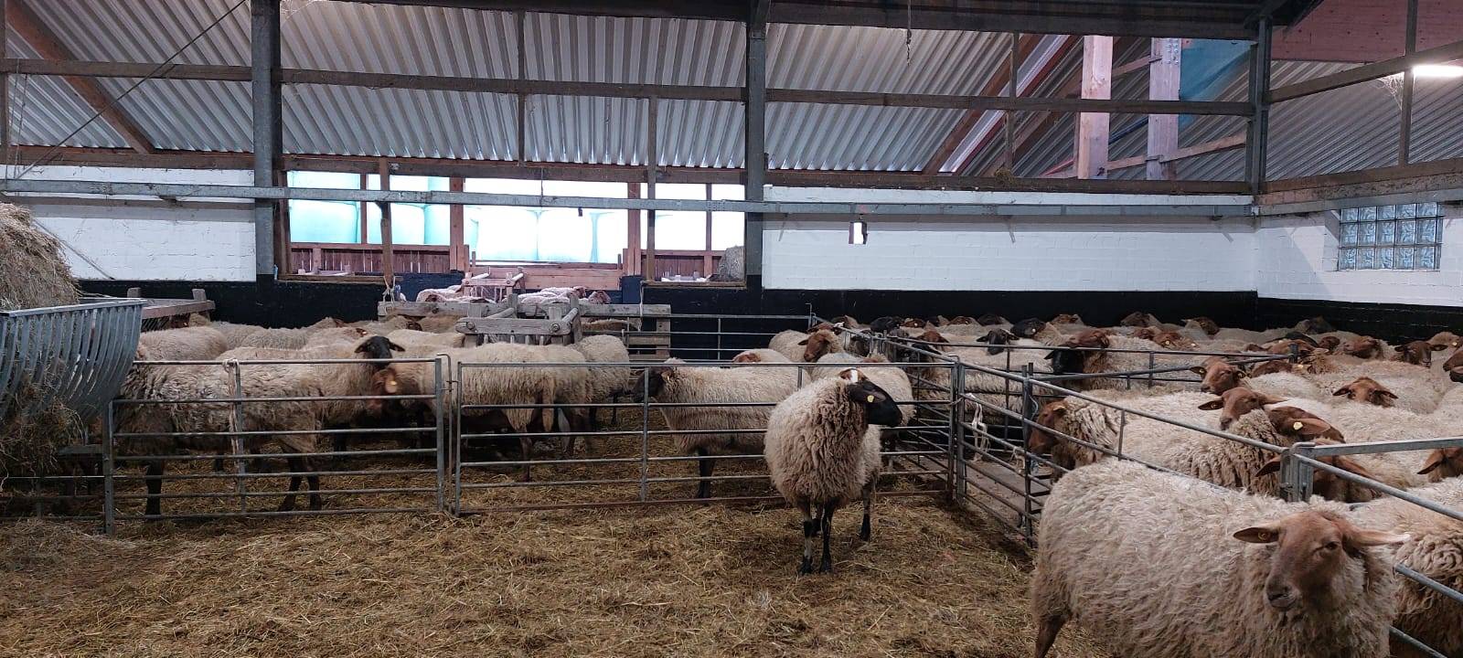 Live-Schafsschur in Iserlohn