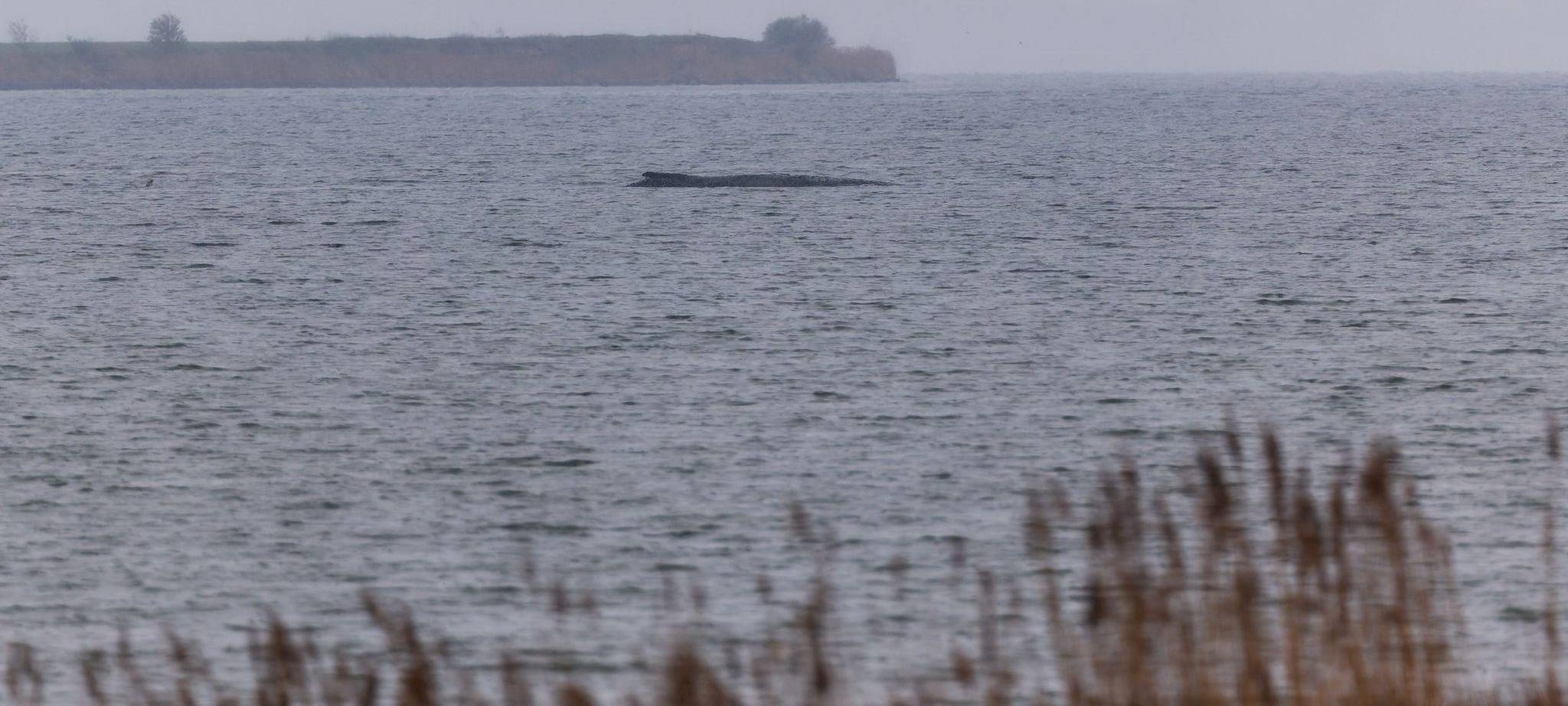 Buckelwal liegt weiter in Wismarer Bucht